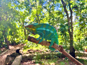 cameleon