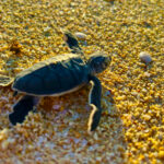tortue